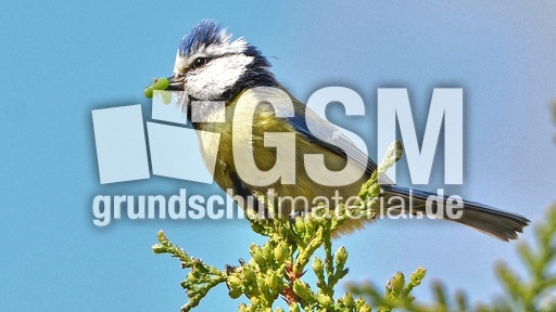 Blaumeise_mit_Futter (19).jpg